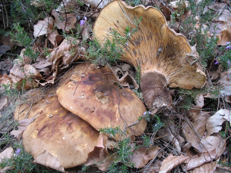Paxillus atrotomentosus